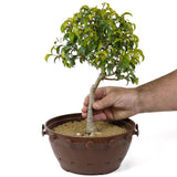 Ficus Too Little Bonsai  D152