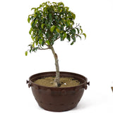 Ficus Too Little Bonsai  D152