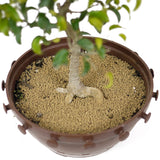 Ficus Too Little Bonsai  D152
