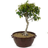 Ficus Too Little Bonsai  D153