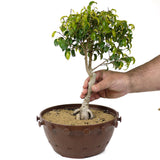 Ficus Too Little Bonsai  D153