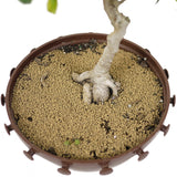 Ficus Too Little Bonsai  D153