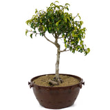 Ficus Too Little Bonsai  D154