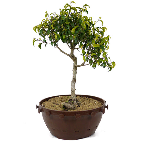 Ficus Too Little Bonsai  D154
