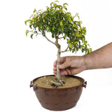 Ficus Too Little Bonsai  D154