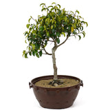 Ficus Too Little Bonsai  D154