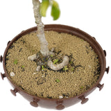 Ficus Too Little Bonsai  D154