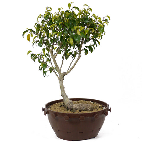 Ficus Too Little Bonsai D155