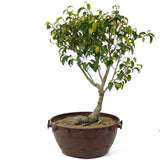 Ficus Too Little Bonsai D155