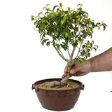 Ficus Too Little Bonsai D155
