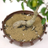 Ficus Too Little Bonsai D155