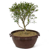 Serissa Bonsai D156