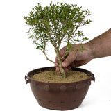 Serissa Bonsai D156