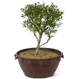 Serissa Bonsai D156