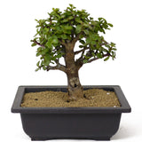 Mini Jade Bonsai D157