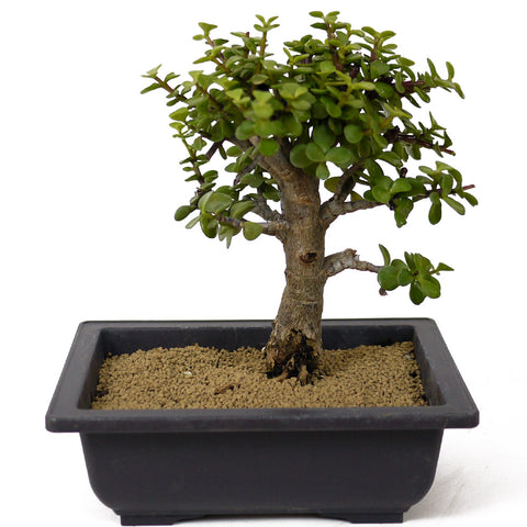 mini jade plants Mini Jade Bonsai D158 – Stone Lantern
