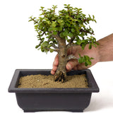 Mini Jade Bonsai D158