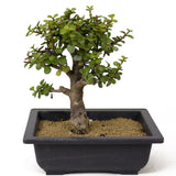 Mini Jade Bonsai D158