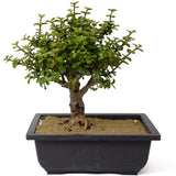 Mini Jade Bonsai D159
