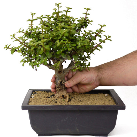 bonsai jade plant for sale Mini Jade Bonsai D159 – Stone Lantern