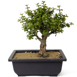 Mini Jade Bonsai D159