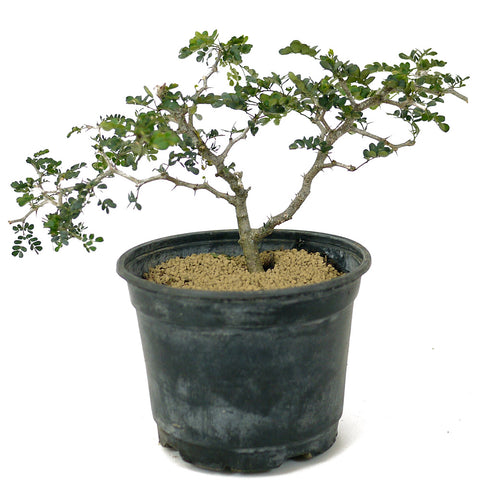bonsai trees dallas texas Texas Ebony Pre-Bonsai D160 – Stone Lantern