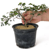 Texas Ebony Pre-Bonsai D160
