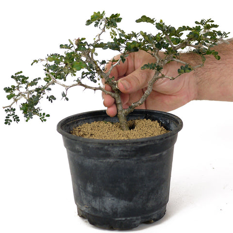 ebony tree bonsai Texas Ebony Pre-Bonsai D160 – Stone Lantern