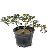 Texas Ebony Pre-Bonsai D160