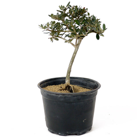 Olive Pre-Bonsai - D161