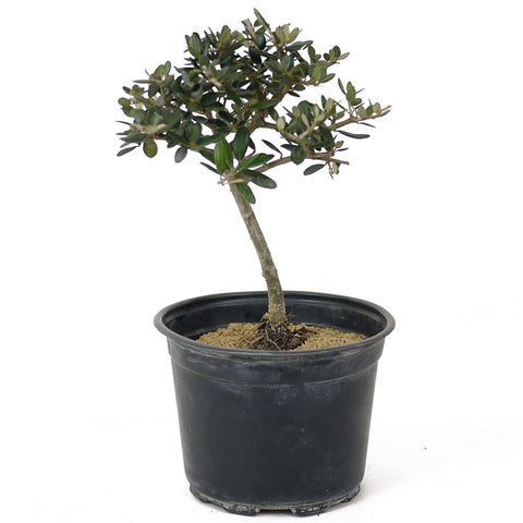 olive tree pre bonsai Olive Pre-Bonsai