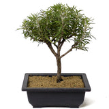 Rosemary Bonsai D162