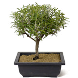 Rosemary Bonsai D162