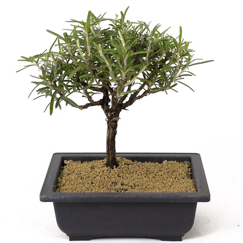 Rosemary Bonsai D163