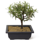 Rosemary Bonsai D163