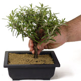 Rosemary Bonsai D163