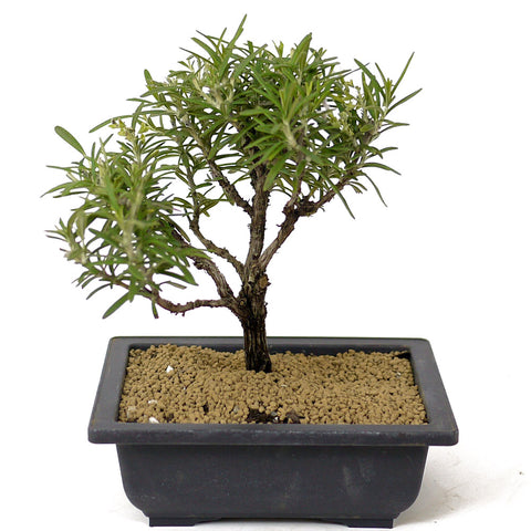 Rosemary Bonsai D164
