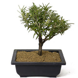 Rosemary Bonsai D164