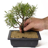 Rosemary Bonsai D164