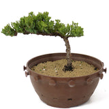 Dwarf Japanese Garden Juniper - D165