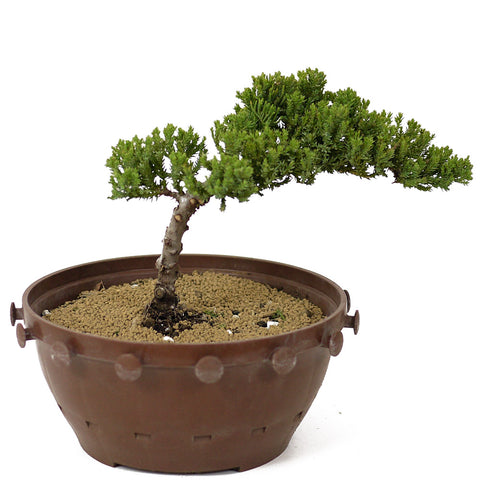 Dwarf Japanese Garden Juniper - D165