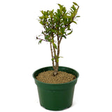 Dwarf Pomegranate Pre-Bonsai - Multi-Trunk - D166