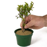 Dwarf Pomegranate Pre-Bonsai - Multi-Trunk - D166