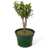 Dwarf Pomegranate Pre-Bonsai - Multi-Trunk - D166