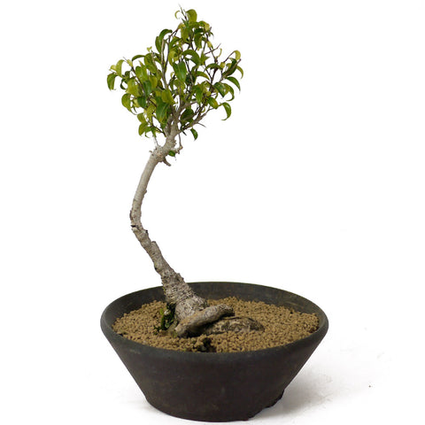 Ficus Too Little Bonsai D167