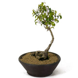 Ficus Too Little Bonsai D167