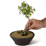 Ficus Too Little Bonsai D167