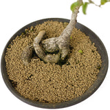 Ficus Too Little Bonsai D167