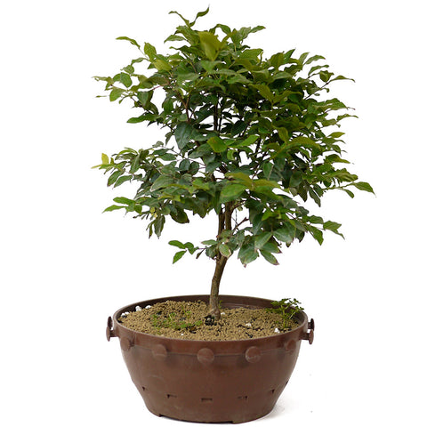 Jaboticaba Pre-Bonsai D168