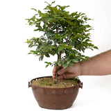 Jaboticaba Pre-Bonsai D168